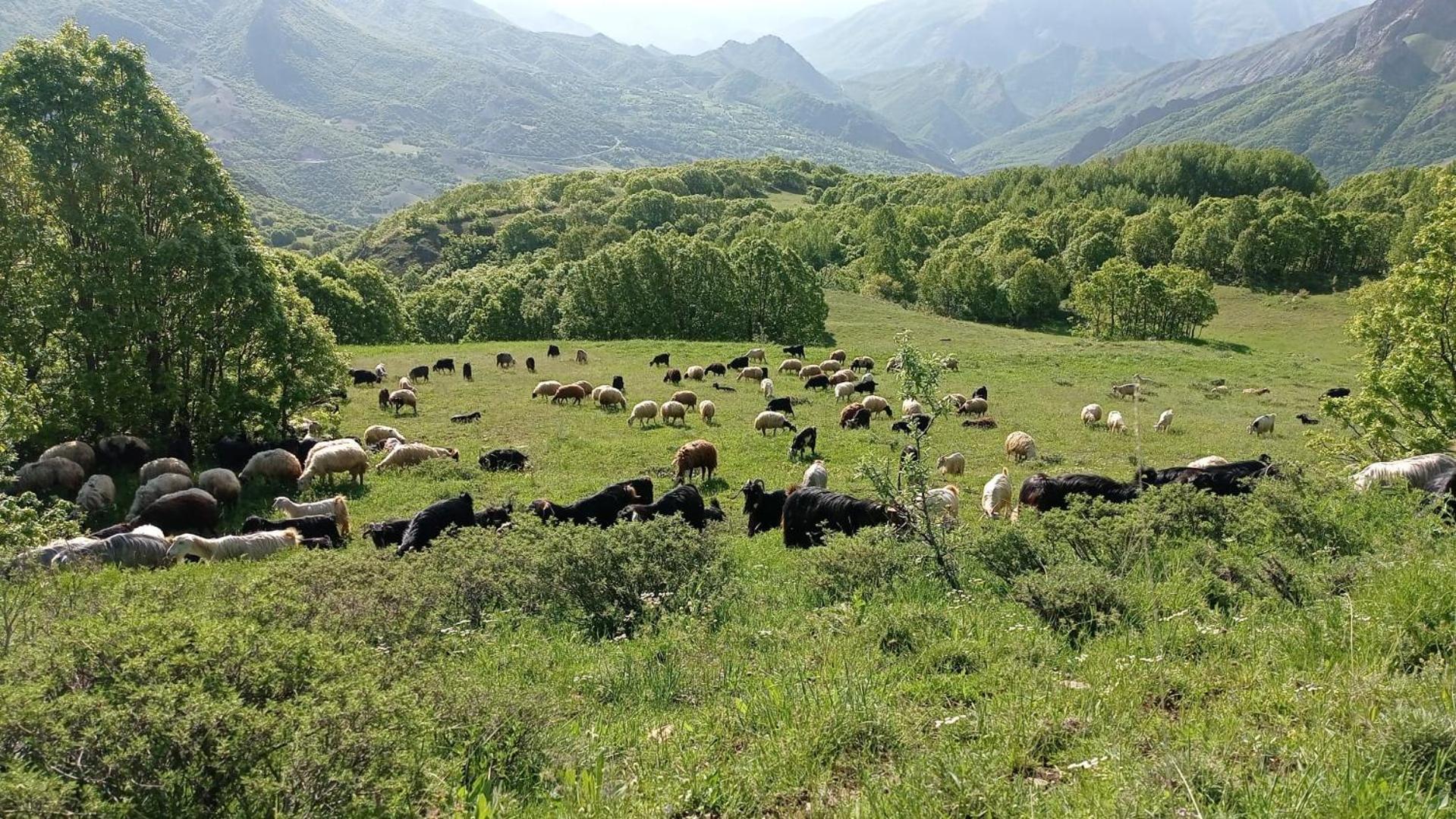 Askireg Hotel Tunceli Kültér fotó